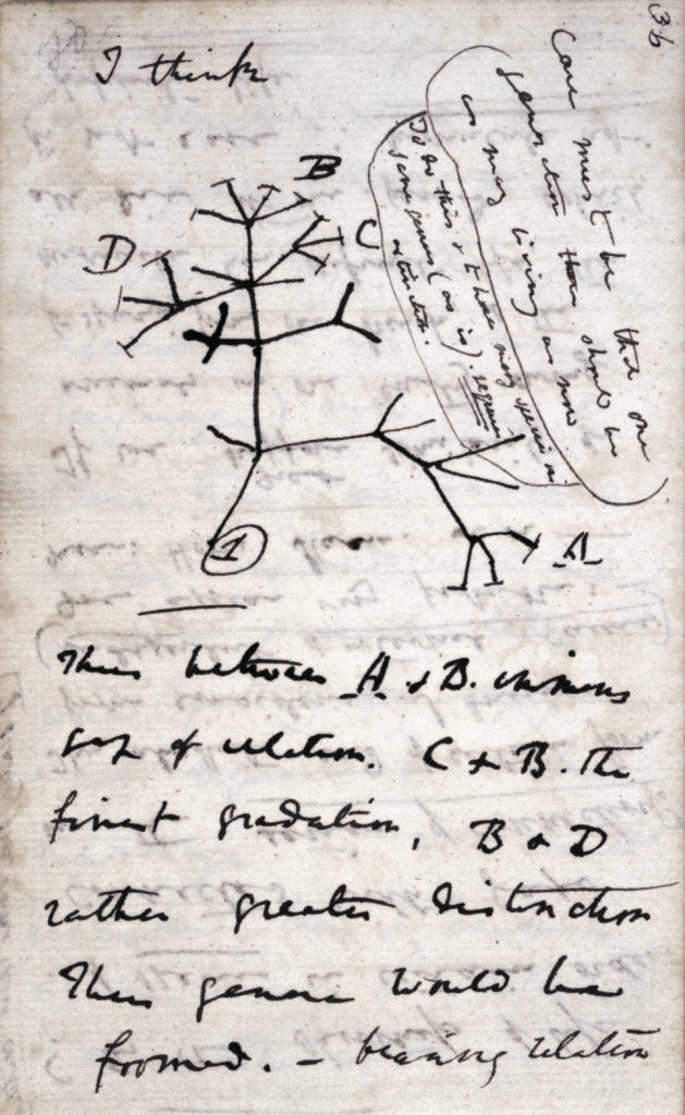 Charles Darwin's 1837 notebook page showing his I think evolutionary tree sketch